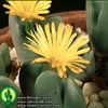 Conophytum bilobum - 