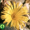 Conophytum sp. - 
