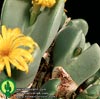 Conophytum sp. - 