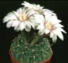 Gymnocalycium quehlianum- 