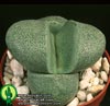 Pleiospilos nelii-