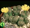 Lithops gesinae v gesinae-