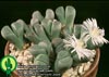 Lithops olivacea v. olivacea-