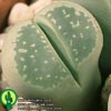 Lithops olivacea v. olivacea - 