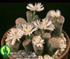Lithops julii 