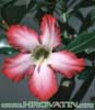 Adenium obesum - Desert Rose