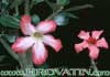 Adenium obesum - Desert Rose