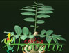 Phyllanthus mirabilis-