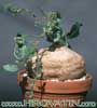 Raphionacme procumbens-