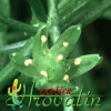 Bowiea volubilis - Climbing onion
