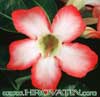 Adenium obesum - Desert Rose