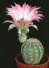 Echinocereus chisoensis- 