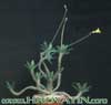 Pachypodium horombense- 