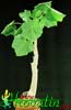 Uncarina grandidieri-Uncarina grandidierii