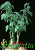 Adenia spinosa - Adenia spinosa