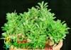 Pachypodium saundersii-