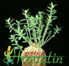 Pachypodium succulentum- 