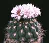 Gymnocalycium weissianum- 