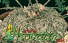 Zygosicyos tripartitus- 