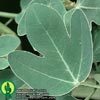 Adenia spinosa - Adenia spinosa