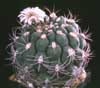 Gymnocalycium tilcarense- 