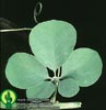 Adenia glauca - Adenia glauca