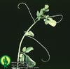 Adenia glauca - Adenia glauca