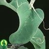 Adenia glauca - Adenia glauca