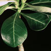 Adenium obesum - Desert Rose