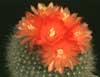 Brasilicactus haselbergii-Scarlet ball Cactus