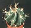 Astrophytum ornatum v. nudum-Monk's Hood Cactus