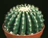 Echinocactus grusonii v. inermis-Barrel Cactus, Golden Barrel Cactus