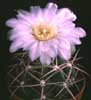 Gymnocalycium chiquitanum v. nigrispinum- 