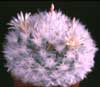 Mammillaria bocasana v. multilanata-Powder Puff Cactus, Snowball Cactus