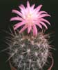 Neoporteria setosiflora v. intermedia- 