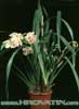 Cymbidium hybrid-Cymbidium hibrid