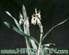 Encyclia cochleata- 