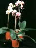 Phalaenopsis sp.-Phalaenopsis sp.