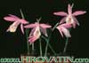 Pleione bulbocodioides- 