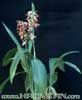 Phaius tankervilleae-Phaius