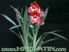 Miltonia peach blossom- 