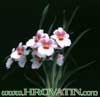 Miltonia roezlii-The Pansy Orchid
