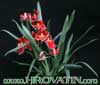 Miltonia species-Miltonia sp.