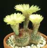 Notocactus schlosseri- 