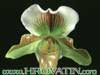 Paphiopedilum species-Paphiopedilum sp.