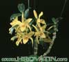 Dendrobium species.-Dendrobium sp.
