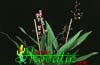 Oncidium ornithorhynchum- 