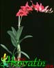 Dendrobium bigibbum-Dendroli Bigibbum
