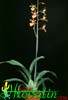 Oncidium pubes- 