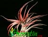 Tillandsia brachycaulus - Tillandsia brachycaulus